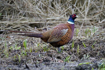 pheasant