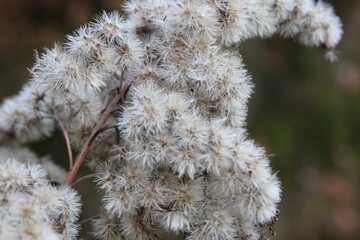 close up of branches