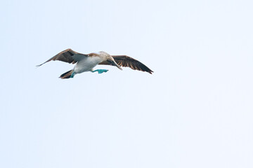 A Blue footed booby (Sula nebouxii) flying against a clear sky in Baja California Sur, Mexico.