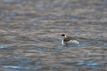 An immature non-breeding Eared Grebe (Podiceps nigricollis) swimming off the coast of Baja California Sur, Mexico.