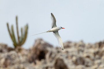 A red billed tropicbird (Phaethon aethereus) flying in Baja California Sur, Mexico.