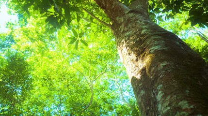 Fototapeta premium Majestic Tree Reaching Toward Bright Blue Sky in Vibrant Green Forest