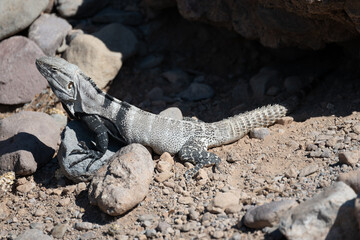 A Spiny Tailed Iguana lizard also called Baja California spiny-tailed iguana or Cape Spiny-tailed Iguana, (Ctenosaura hemilopha) on San Esteban Island, Baja California Sur, Mexico.