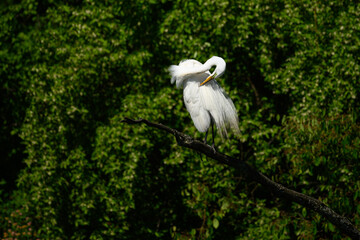 A breeding adult great or common egret (Ardea alba) perched in a tree preening in Michigan, USA.