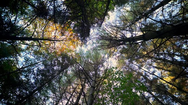 Forest spinning in a canadian summer sunset.
