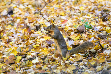 A  fox squirrel (Sciurus niger) standing on hind legs holding an acorn in it's mouth among fallen yellow leaves in Michigan, USA.