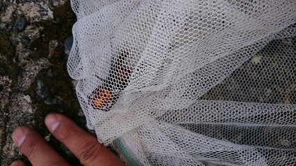 1372)Ambush the queen northern giant hornet at the exit of the burrow and capture it(Photo taken at 18:00 on may 16, 2017)