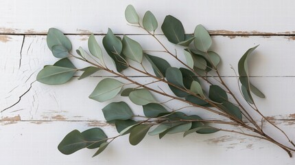 Green leafy branch is on a wooden surface