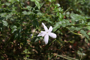 A white, fragrant flower of a common jasmine plant blooming in the garden