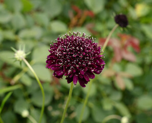Floral. Closeup view of Scabiosa atropurpurea, also known as pincushion flower, deep purple flower, blooming in the garden