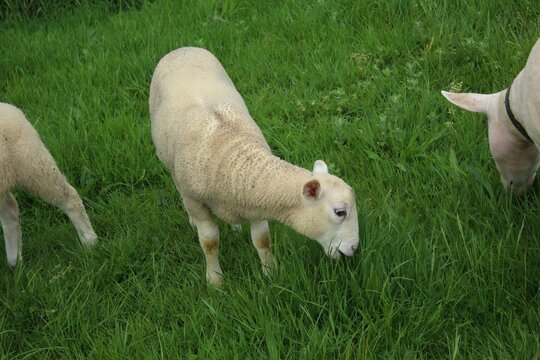 Cordero pastando en un prado de Galicia