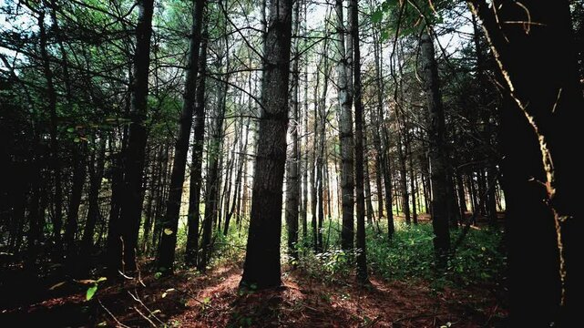 Forest stroll in a canadian summer sunset.