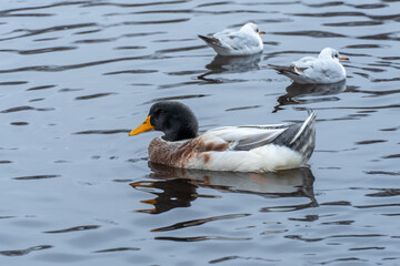 Fototapeta premium Domestic duck and common gulls swim in pond in city park. Behaviour of birds anas platyrhynchos and chroicocephalus ridibundus in wildlife. Free water bird in habitat. Friend duck and river gull.