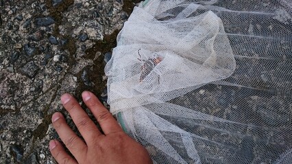 1376)Ambush the queen northern giant hornet at the exit of the burrow and capture it(Photo taken at 18:09 on may 16, 2017)