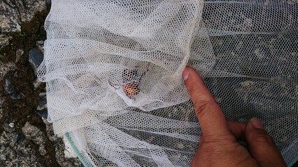 1377)Ambush the queen northern giant hornet at the exit of the burrow and capture it(Photo taken at 18:10 on may 16, 2017)