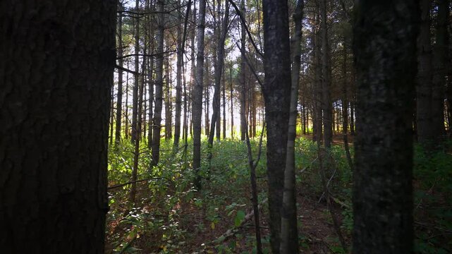 Forest stroll in a canadian summer sunset.