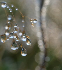 Transparent dew drops hang on fragile spikelets.