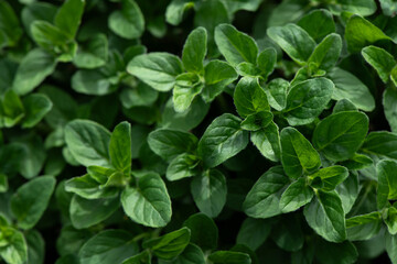 Mint leaves background. Peppermint leaves. Selective focus, macro.