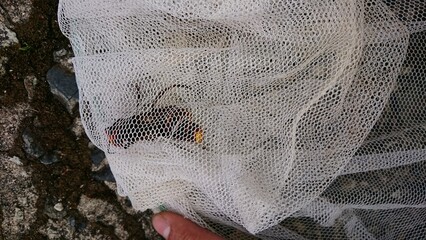 1378)Ambush the queen northern giant hornet at the exit of the burrow and capture it(Photo taken at 18:10 on may 16, 2017)