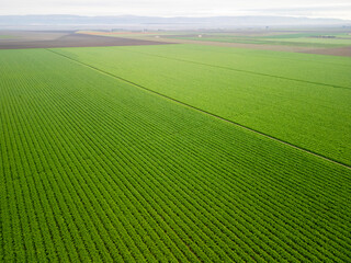 Obraz premium Puglia, Hectares of Fennel Fields Seen from Above Natural Geometries and Green Harmony
