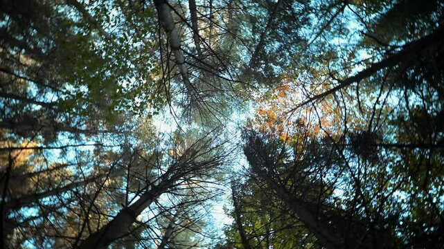 Forest spinning in a canadian summer sunset.