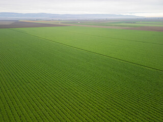 Fototapeta premium Puglia, Hectares of Fennel Fields Seen from Above Natural Geometries and Green Harmony