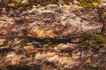 close up shot of rock with moss in the forest