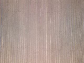 Puglia, Hectares of Fennel Fields Seen from Above Natural Geometries and Green Harmony