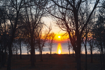 beautiful view of the forest in the morning