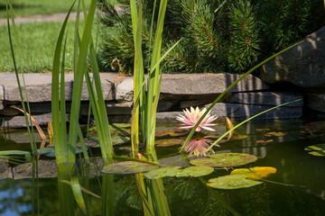 Pink water lily in a pond with green leaves and stone wall