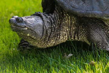 macro close-up of giant snapping turtle with texture detail nature photography grass background