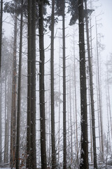 Fototapeta premium Trees in winter with snow and fog