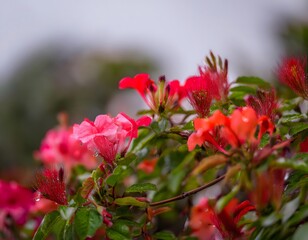 Red and Pink Flowering Plant with Bristly Flowers