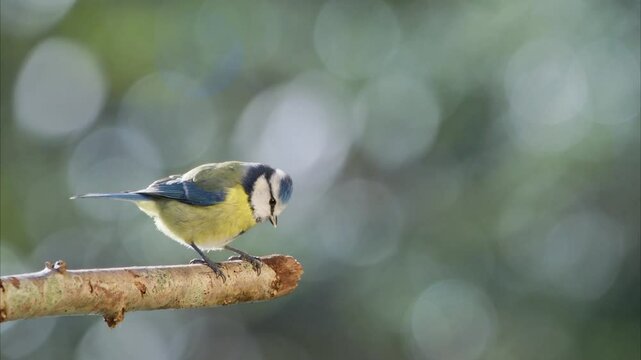 Bird (blue tit) perched on a branch with a blurred bokeh background.
