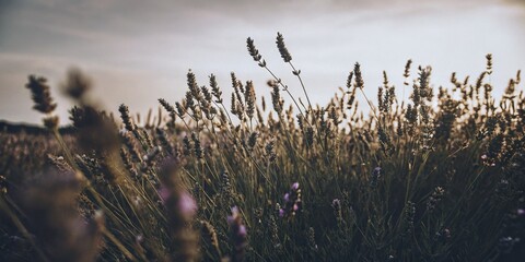 Obraz premium Serene Lavender Field at Sunset With Warm Golden Light and Calm Atmosphere
