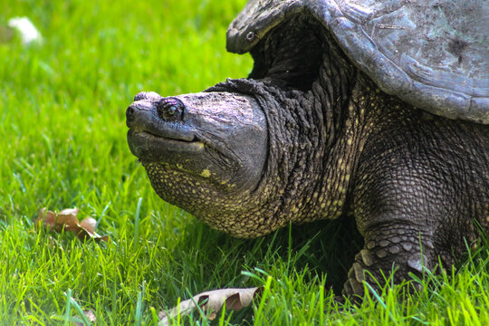 macro close-up of huge snapping turtle with texture detail nature photography grass background