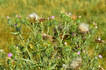 images of wild plants. photos of thorns in nature.