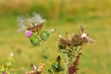 images of wild plants. photos of thorns in nature.