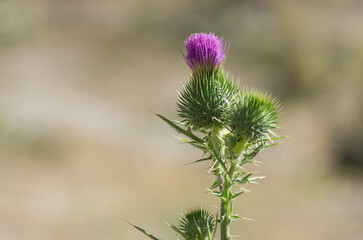 images of wild plants. photos of thorns in nature.