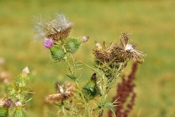 images of wild plants. photos of thorns in nature.