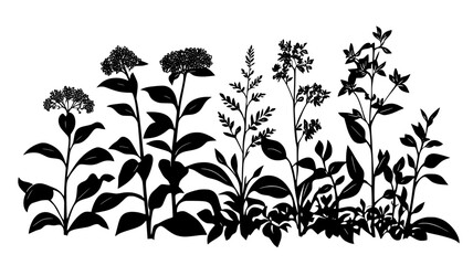 Fototapeta premium Joe-pye weed towering over other plants in a wetland garden, Plant Digital Art