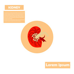 KIDNEY INFO GRAPHICS,KIDNEY VECTOR ILLUSTRATION