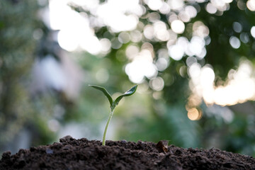 small growing sprout plant growing