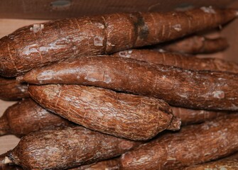 Cassava. Manihot esculenta. A starchy root vegetable widely cultivated in tropical and subtropical regions. Cassava has industrial uses including the production of adhesives, biofuels, and textiles.