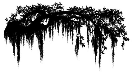 Spanish moss draping from live oak tree branches, Plant Digital Art