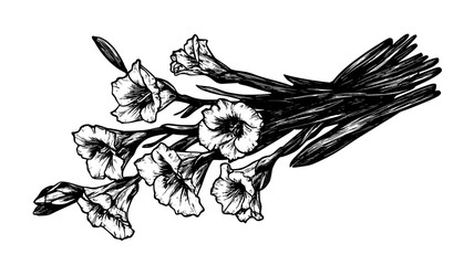 Spray of gladiolus stems laying across closed casket lid, Plant Digital Art
