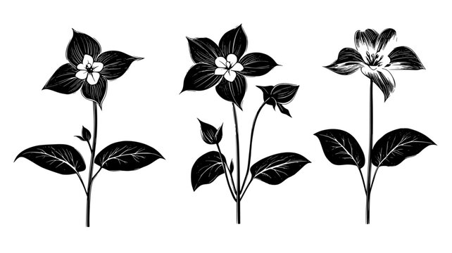 Trillium plants with three-petaled flowers on the forest floor, Plant Digital Art