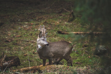 a adult roebuck with velvet horns at a spring day in the forest on the mountains © DoreenB. Photography