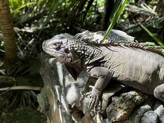 Iguana in the Dominican Republic Spotted During a Cruise Port Excursion