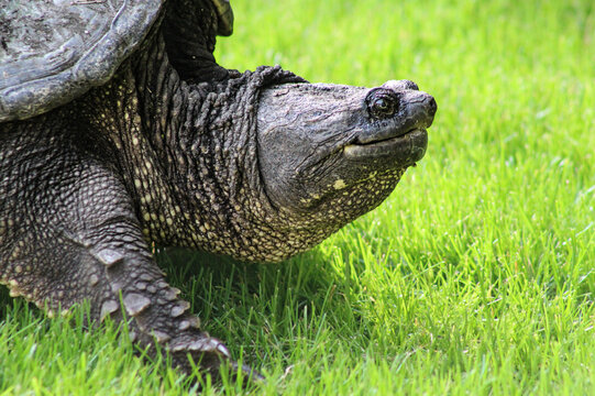 macro close-up of smiling large snapping turtle with texture detail nature photography grass background
